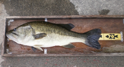佐藤さん 遂に!というか、 やっと釣りましたロクマル!!_a0153216_2039131.jpg
