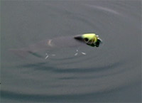 deps SキラーJr.145 ライズアップ145&スパイラルミノー_a0153216_22132691.jpg