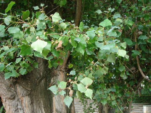 c0124619_7323313.jpg