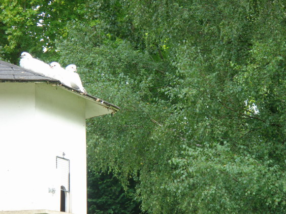c0124619_7345424.jpg