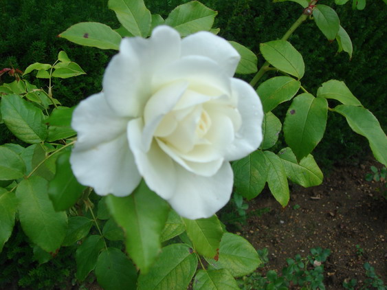 c0124619_7354614.jpg