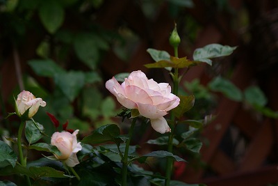 f0170524_15203425.jpg