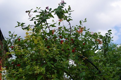f0170524_15234823.jpg