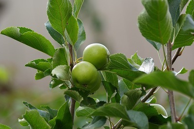f0170524_15263458.jpg