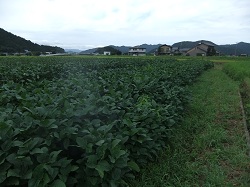 南中山の大豆畑が大きくなりました☆_e0061225_15245394.jpg