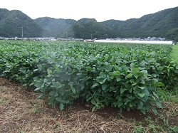 南中山の大豆畑が大きくなりました☆_e0061225_15292890.jpg