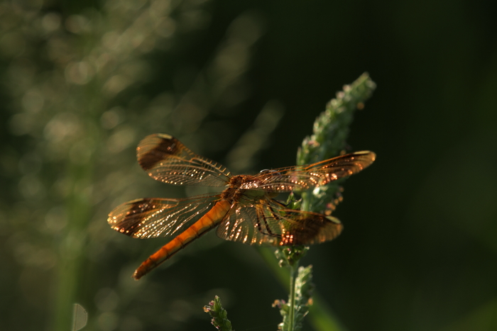 c0215627_5233434.jpg