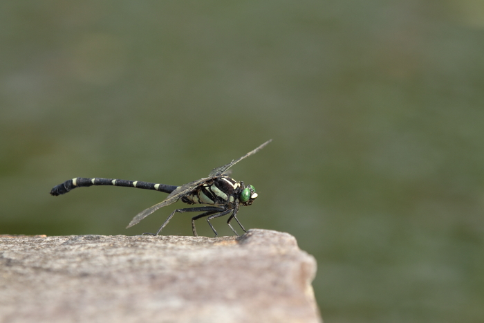 c0215627_5243651.jpg