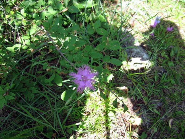 花の山　横尾山～飯盛山　縦走。_d0000031_8454490.jpg