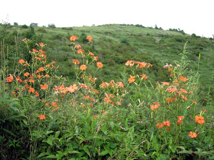 花の山　横尾山～飯盛山　縦走。_d0000031_8544520.jpg