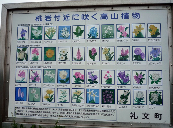 花の浮島 礼文島へ 高山植物の花 折々の記