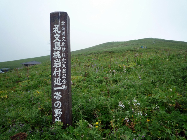 花の浮島 礼文島へ 高山植物の花 折々の記