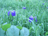 b0187737_04132.jpg