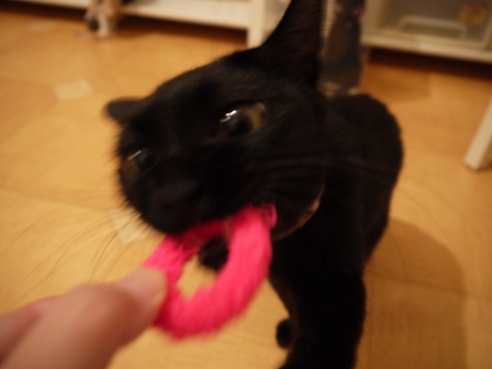 ピンクまる猫 ろった編。_a0143140_23212066.jpg
