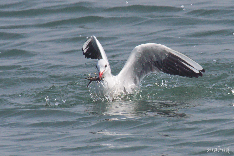 ユリカモメ（冬鳥　百合鷗、全長約40㎝）_d0238245_9571877.jpg