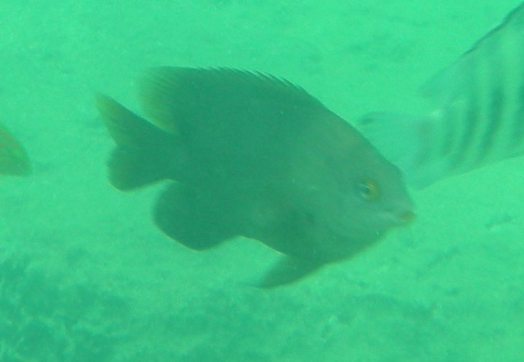 Reef fish of Okinawa_c0143750_17365169.jpg