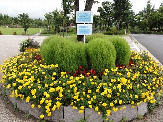 公園の雨上がり_a0084753_11583229.jpg