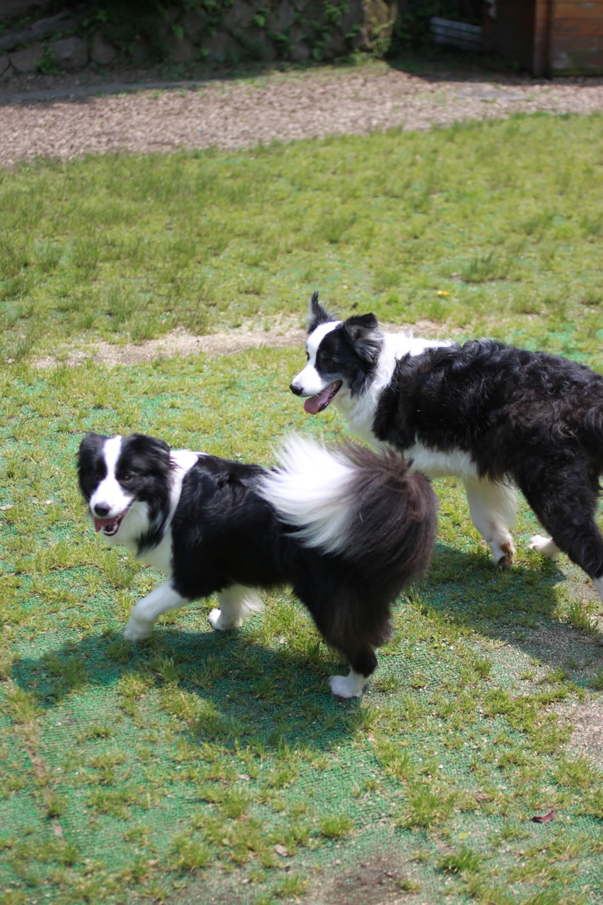 犬連れお出かけ 大阪 生駒編 ボーダーコリー セサミ ソルトの