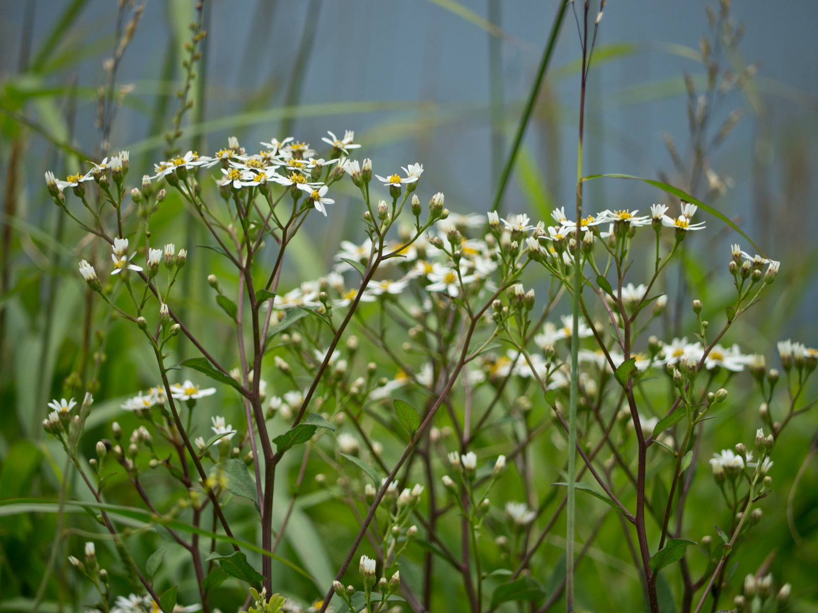 深入山の花・最終です_e0015567_625954.jpg