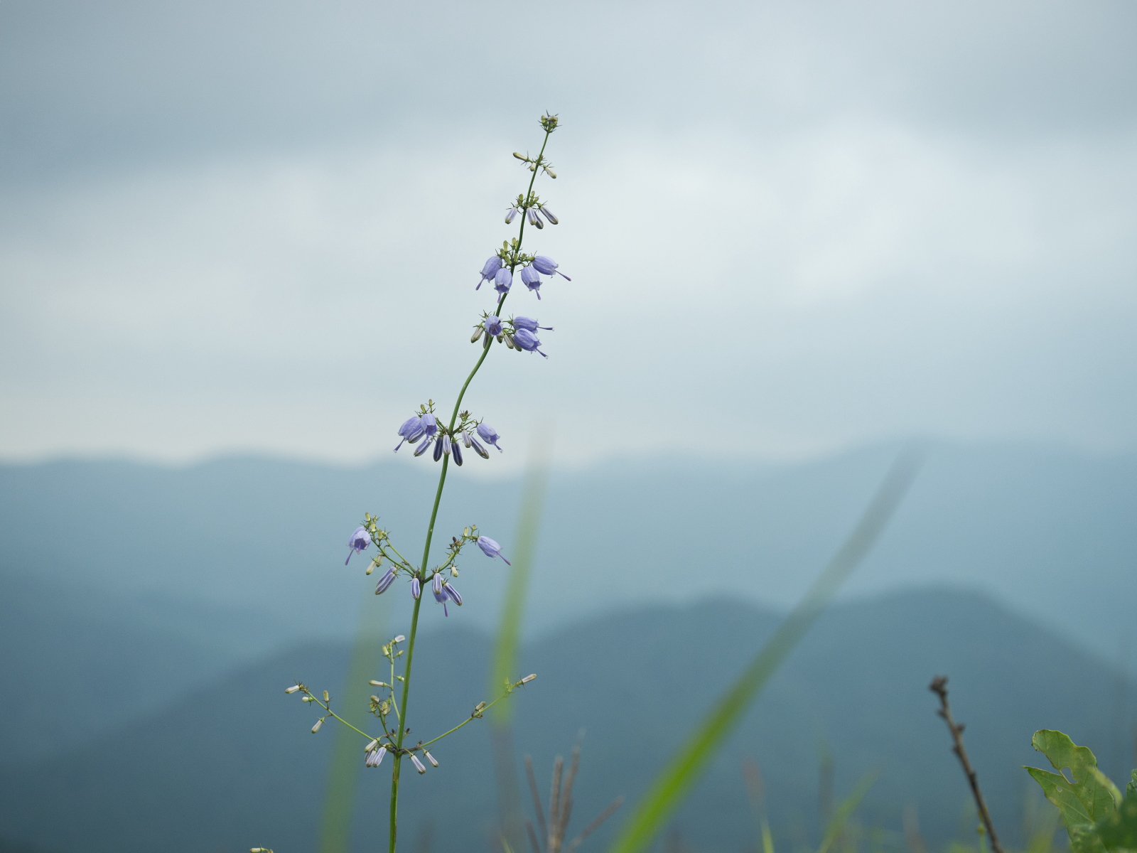 深入山の花・最終です_e0015567_6261652.jpg