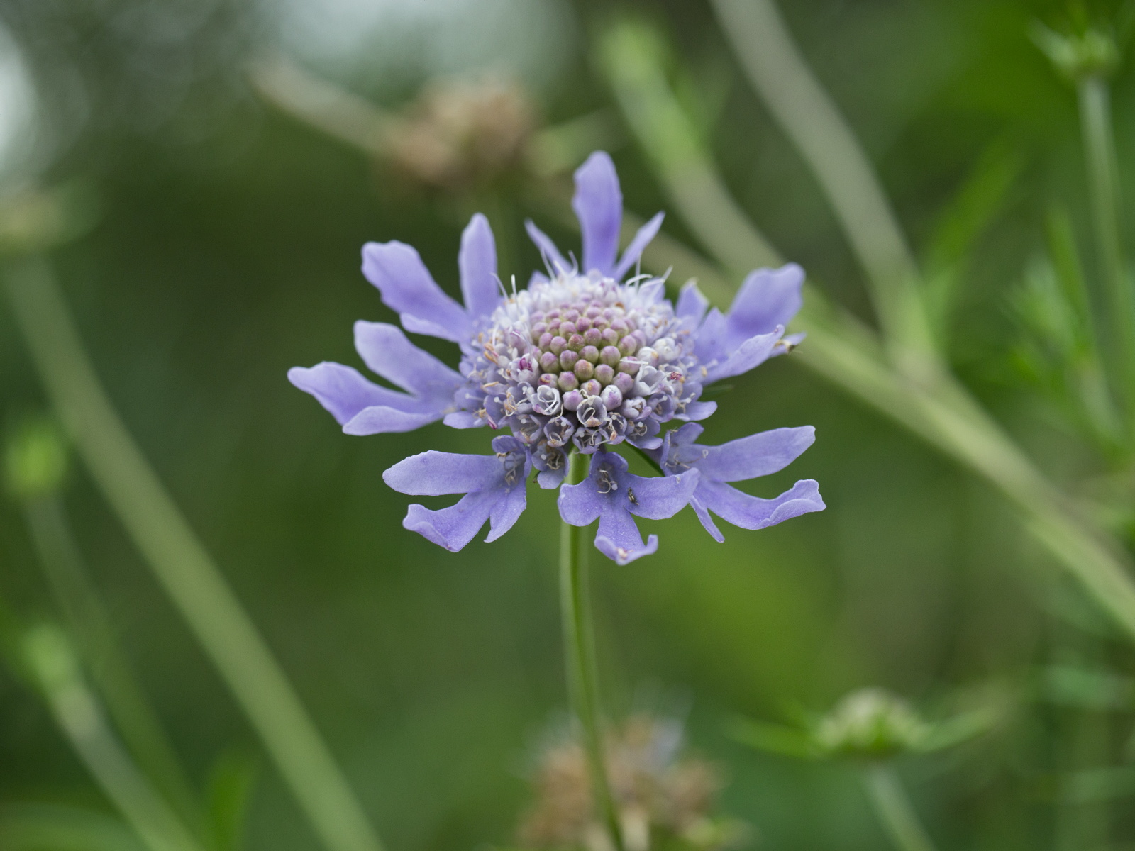 深入山の花・最終です_e0015567_6272174.jpg