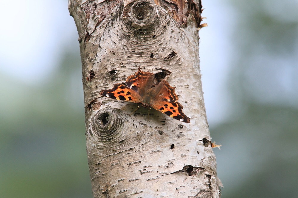 エルタテハ　　♂雄ばかりで・・・。　　2011.8.16栃木県_a0146869_90415.jpg