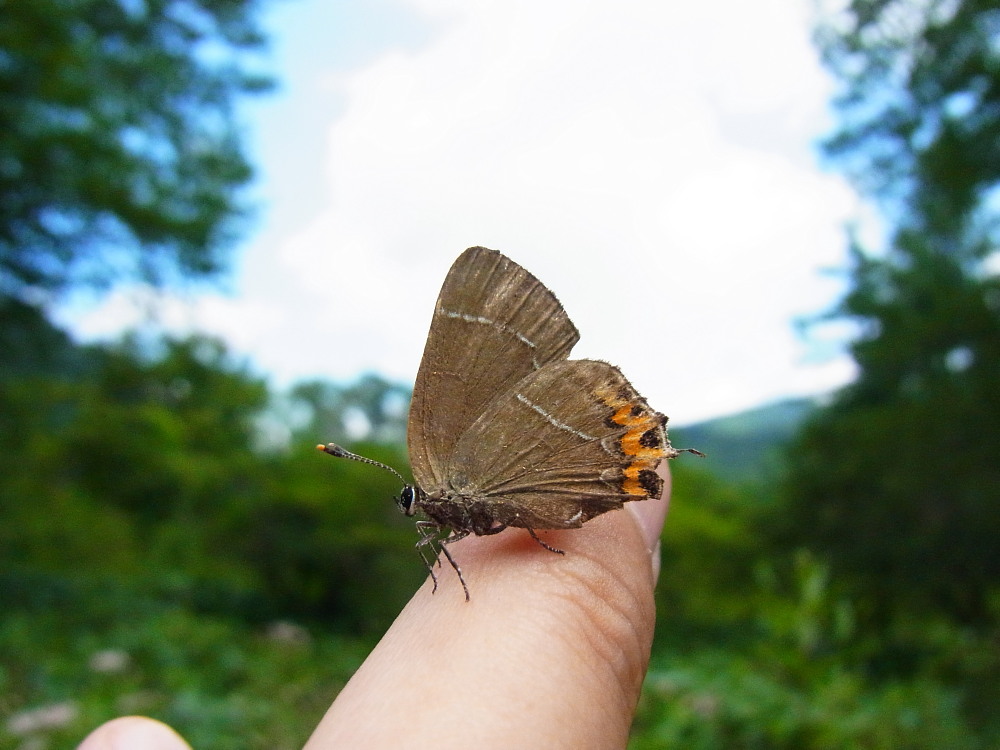 エルタテハ　　♂雄ばかりで・・・。　　2011.8.16栃木県_a0146869_935835.jpg