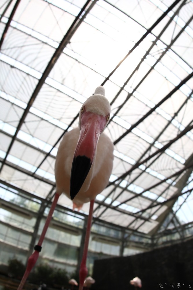 掛川花鳥園_b0120679_2045187.jpg