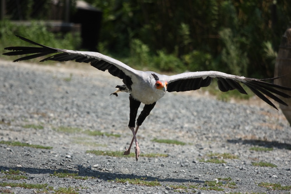 掛川花鳥園_b0120679_2051625.jpg