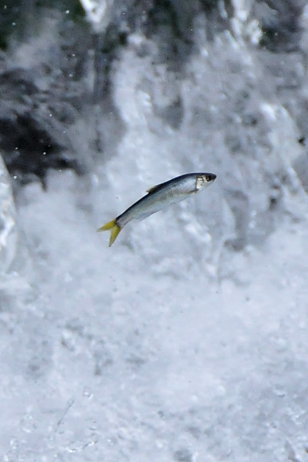 a0143491_20361470.jpg