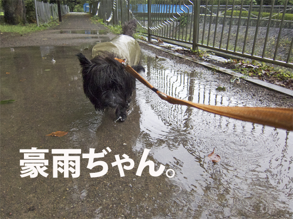 雨に唄えば♪_e0176691_13312323.jpg