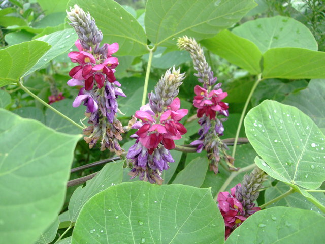 久しぶりの広瀬川・葛（くず）の花_f0100593_1059262.jpg