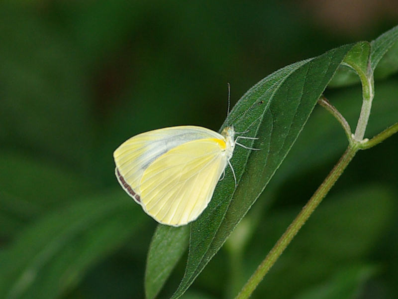 スジグロシロチョウ（赤坂公園 2011/08/05撮影）_f0204094_845245.jpg