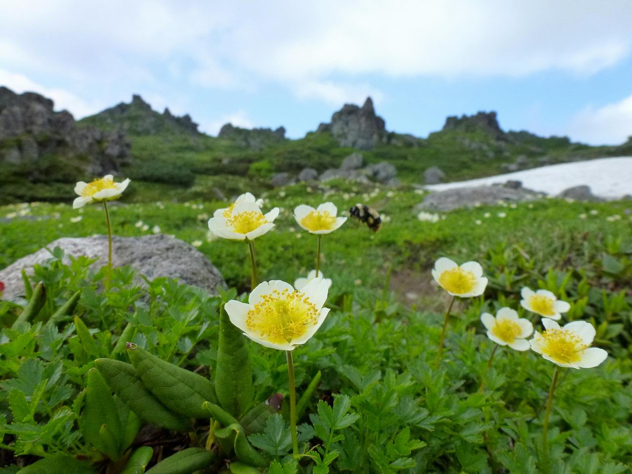 大雪山からトムラウシ山縦走（3日目）ヒサゴ沼避難小屋からトムラウシ温泉へ_e0110500_17405783.jpg