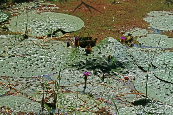 c0104227_2402779.jpg