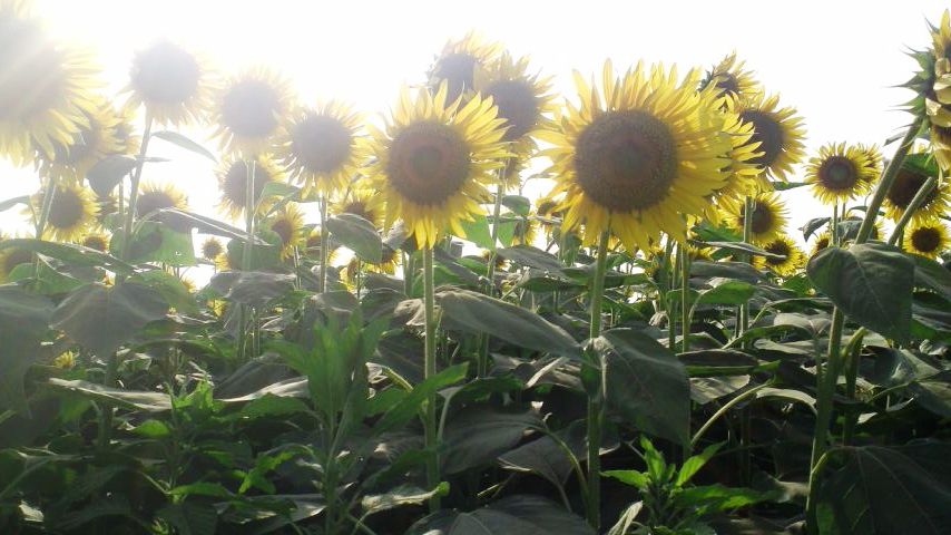 ひまわりまつり 座間会場 座間ポエム 安西賢一日記