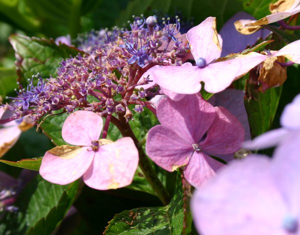 8月の紫陽花_e0021129_321921.jpg