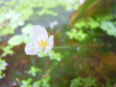 水草 浮き草 水生植物 だって おばちゃんだもん 水草 浮き草 水生植物 だって おばちゃんだもん