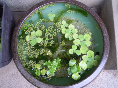 水草 浮き草 水生植物 花めだか だって おばちゃんだもん