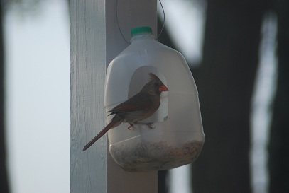 一人野鳥の会★カーディナル_e0189542_1130530.jpg