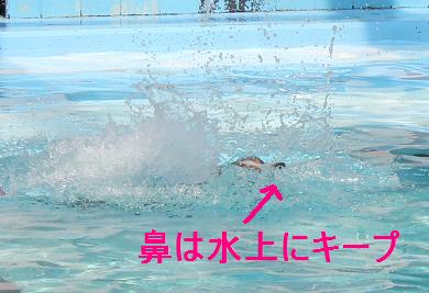 水に入ると悪い子発揮;_e0195743_4391865.jpg