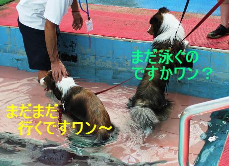 水に入ると悪い子発揮;_e0195743_4393842.jpg