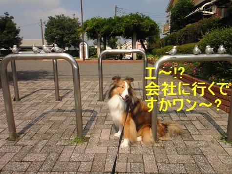 パパの休日の変な過ごし方_e0195743_5314661.jpg