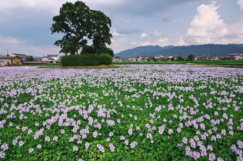 ホテイアオイ満開(本薬師寺跡)_f0155048_1111415.jpg