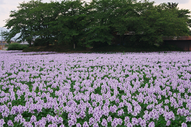ホテイアオイ満開(本薬師寺跡)_f0155048_11135951.jpg