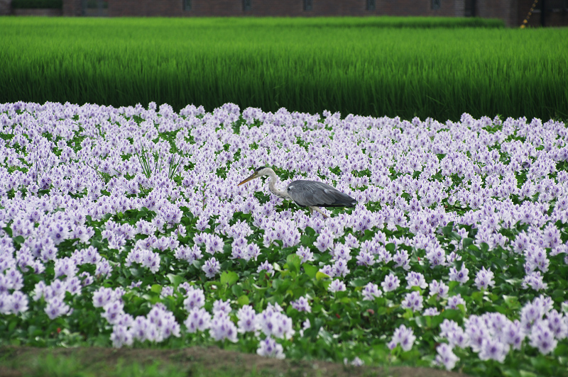 ホテイアオイ満開(本薬師寺跡)_f0155048_11212389.jpg