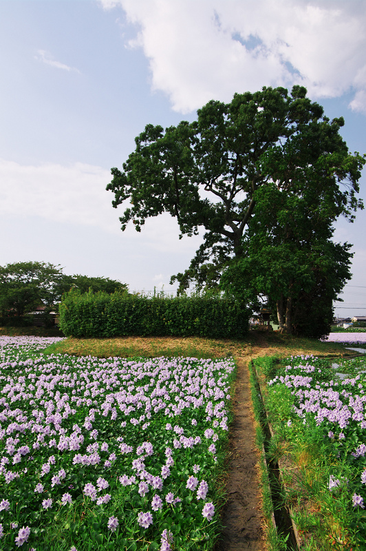 ホテイアオイ満開(本薬師寺跡)_f0155048_11233615.jpg