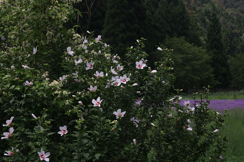 久多の里・芙蓉の花と北山友禅菊_f0155048_12545437.jpg