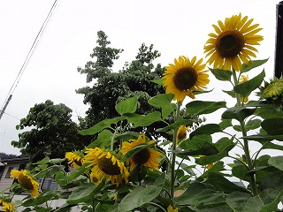 遅いひまわりの花_a0084753_15363981.jpg