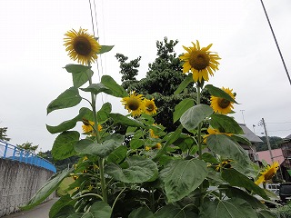 遅いひまわりの花_a0084753_1537026.jpg